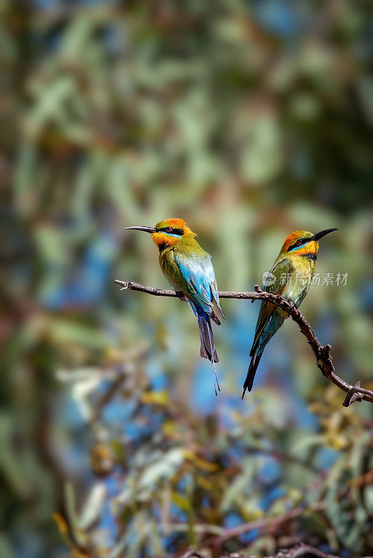 彩虹食蜂鸟(Merops ornatus)